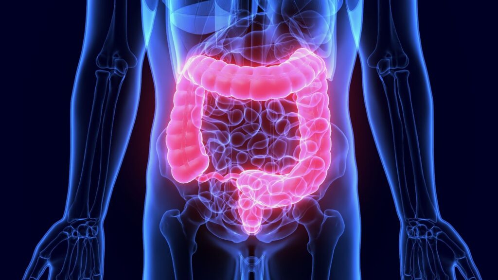 Image Human colon and small intestine. Vital organs for gut health. Explore gut-friendly living with probiotics and prebiotics.